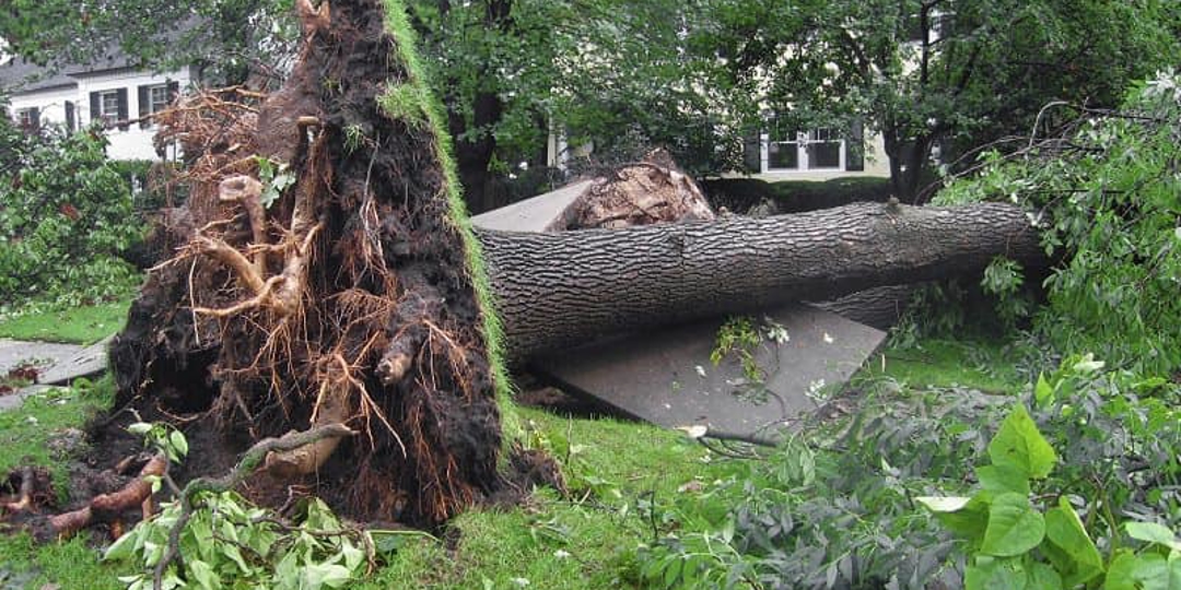 Monster Tree Service Image